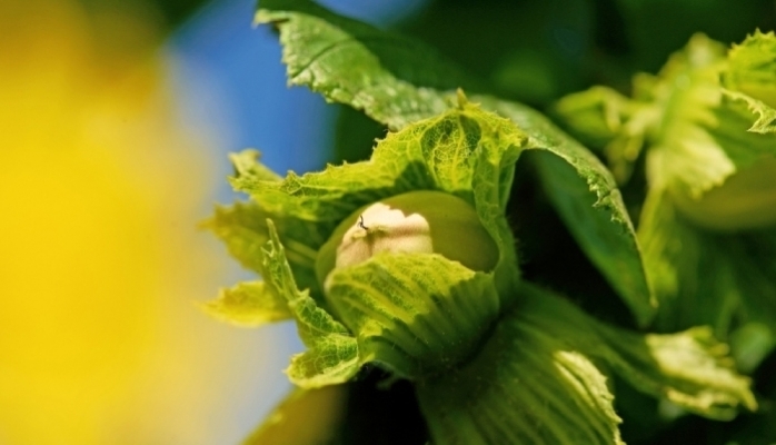 Ferrero Fındık Şirketi Tedarik Zincirini Güçlendirmek İçin Sırbistan ve İtalya’da Stratejik Yatırımlar Yapıyor