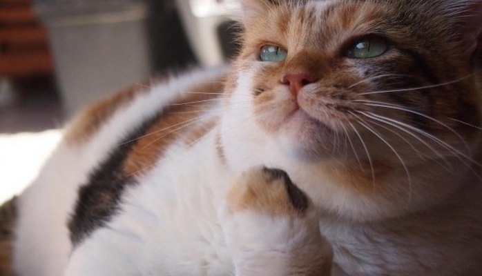 Ekranların Sevilen Kedisi Zümrüt Şaziye Sokak Hayvanlarına Yardım Götürüyor