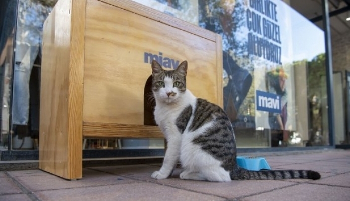 Mavi'den Patili Dostlara ''Miav'' Kedi Evi